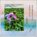 茶青