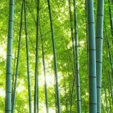 清