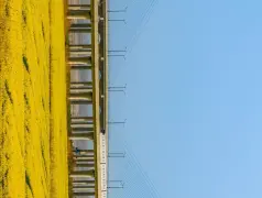 http://oss.cjn.cn/images/20240321/1710999478316a4891d32-3e3f-4521-9483-ce48582c4b2a.jpg