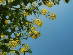 http://oss.cjn.cn/images/20240321/1710999492670f94d8578-7d7b-44da-851d-382f27938ddf.jpg