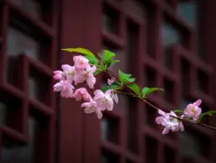 http://oss.cjn.cn/images/20240331/17118491420289367e7fd-f605-4418-8f42-8435357ef7b2.jpg