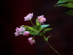 http://oss.cjn.cn/images/20240331/171184915413717e3a77b-e5a0-4367-8914-1522f89d4316.jpg