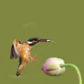 华力（喻春华）