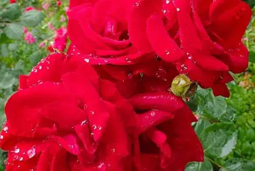 http://oss.cjn.cn/images/20240501/1714556909582c21a8521-1871-454e-8014-96beff1694d5.jpg