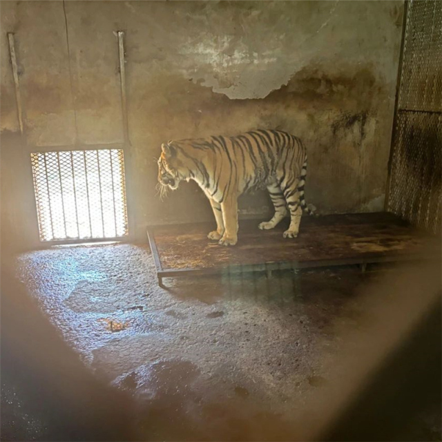安徽阜阳一野生动物园内“多只动物非正常死亡”？官方通报：全面调查