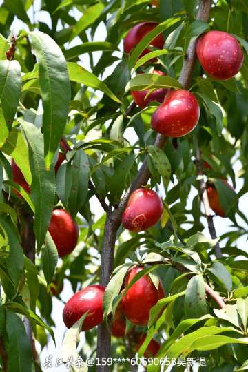 成熟的油桃挂满枝