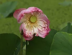 http://oss.cjn.cn/images/20240530/17170589434117fc3c45f-fc4d-47d3-acc8-95890292d401.jpg