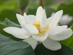 http://oss.cjn.cn/images/20240612/17181979214838557e2de-a364-4473-84ab-84db48e74b2a.jpg