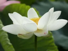 http://oss.cjn.cn/images/20240612/171819792440689e23a49-bcbe-47c3-b1c1-ac6d4eb4e5a4.jpg