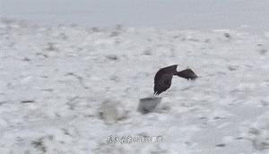 1be4caa6c88a6d7fde4863d483581632_168300066bddb1fb0cf0_from=pc.gif