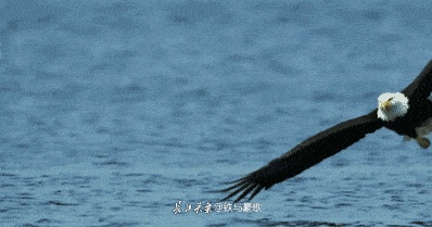 cafc44ef6d852608ccca6c77c2622d1a_8819d16513ad4c0da971d99ff2dfaf98.gif
