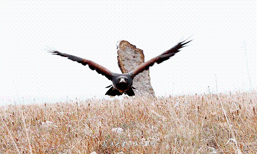 f663a7a1ec38bc5634bd77b29d636dc9_e36892086cd64f65bcfc3b9aeac63f2a_th.png