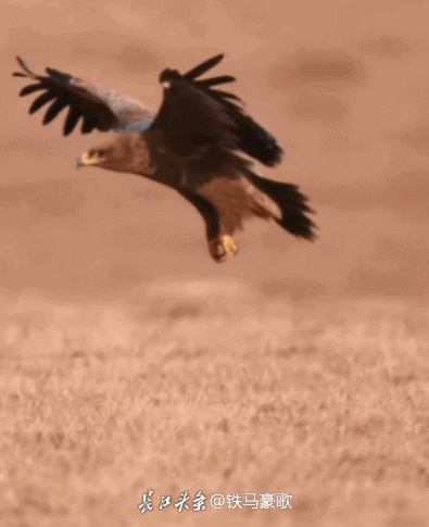 2ae452cfa3abb803ca6ca35140cf5a46_t0123041c668ffee804.gif