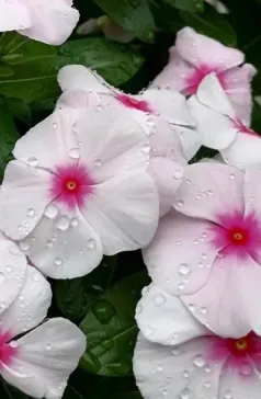 http://oss.cjn.cn/images/20240615/17184094151990054451b-8d0e-4729-829b-dfba25ab076e.jpg