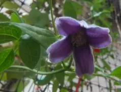 http://oss.cjn.cn/images/20240625/1719288576640268e1a6c-b1fa-4789-8932-ab4dc98d0601.jpg