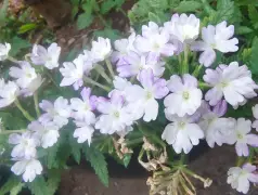 http://oss.cjn.cn/images/20240625/17192885798927214c619-18e4-421b-90cc-ddd4bc00025d.jpg