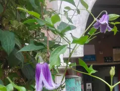 http://oss.cjn.cn/images/20240625/1719288582881e2eb480d-e453-49af-9a9c-a8ea0c1d084e.jpg