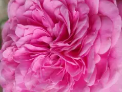 http://oss.cjn.cn/images/20240625/17192885882593164ce50-f762-4be5-b2c4-8d7241b8487c.jpg