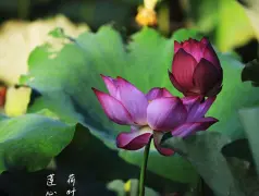 http://oss.cjn.cn/images/20240710/1720622544074cccf02ff-e869-4e26-b1dc-d8934d79a3a9.jpg