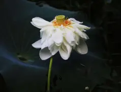 http://oss.cjn.cn/images/20240710/172062255038882f80b11-4c6a-4f39-b204-6da4f93a6d29.jpg