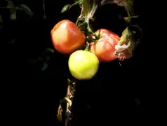 http://oss.cjn.cn/images/20240824/1724463923925539aa7e1-4f10-4bf3-81f5-027fc3578c0b.jpg