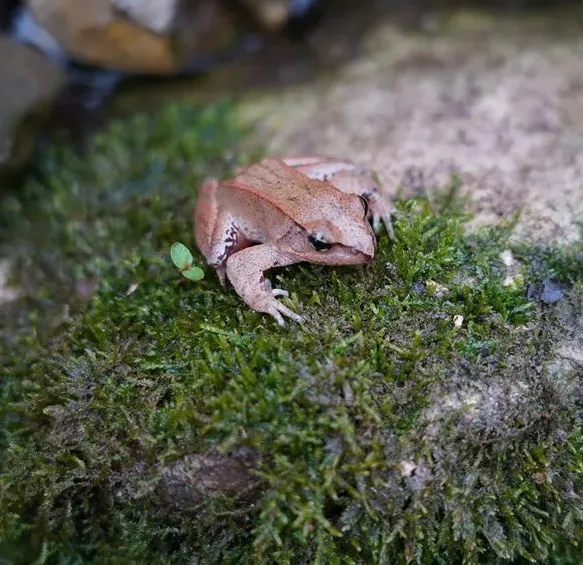 “消失”半个多世纪！这个极危物种现身