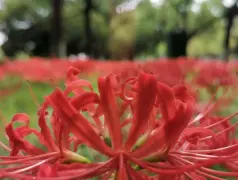 http://oss.cjn.cn/images/20240921/1726928472317fada9067-b85b-40c1-bdc2-f7d7b682c848.jpg