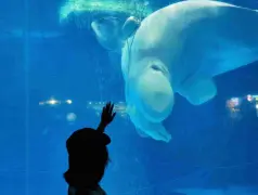 http://oss.cjn.cn/images/20241017/1729120715867fc53812a-a138-466f-9747-bcfaf551b08c.jpg