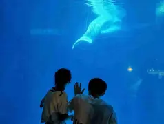 http://oss.cjn.cn/images/20241017/1729120722827be63d219-1822-40ba-b138-e900d159d606.jpg