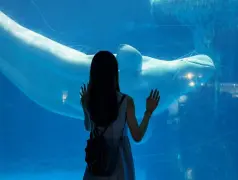 http://oss.cjn.cn/images/20241017/17291207262009374fef8-d8a2-4489-9d71-0ad48a2ba437.jpg