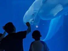 http://oss.cjn.cn/images/20241017/172912073784159989703-35d9-47f3-98bd-1687a1c7798b.jpg