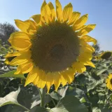 墨客文苑芳