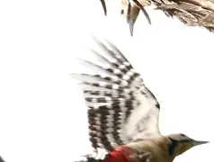 http://oss.cjn.cn/images/20250224/1740409902738b97f8a16-50d2-43aa-9e61-f8c863fec9f8.jpg