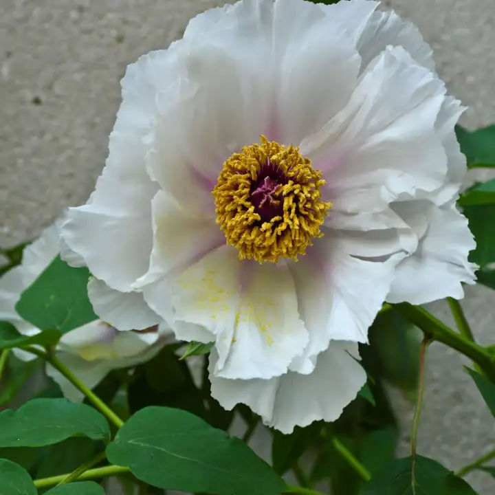花中之王