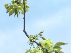 http://oss.cjn.cn/images/20250401/1743463151220b531f632-b24d-40e2-827f-2e98c324bdce.jpg