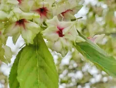 http://oss.cjn.cn/images/20250401/1743463152519a6b51f44-ccb1-4fee-b96b-eba597ad25f8.jpg