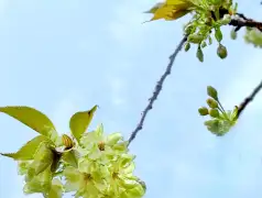 http://oss.cjn.cn/images/20250403/1743638429777627a3119-69e1-4f7b-b481-b76e1ee2be60.jpg