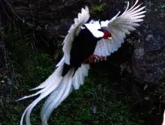 http://oss.cjn.cn/images/20250404/17437363254834b096d21-3327-4c79-ae26-f1cbae7c4659.jpg
