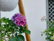 http://oss.cjn.cn/images/20250430/174597562988299adcdaf-4f16-4765-87ba-580dea0fba82.jpg