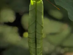 http://oss.cjn.cn/images/20250504/1746340078507885da969-4cf9-41e6-a9a7-23506f68f417.jpg