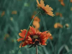 http://oss.cjn.cn/images/20250505/17464363331557c29cc0a-c7cb-43b8-9436-06df816bb9a9.jpg
