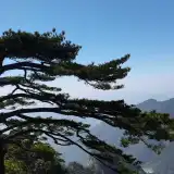 华集听竹