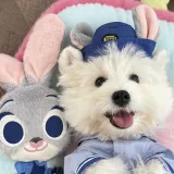 小狗爱吃小面包