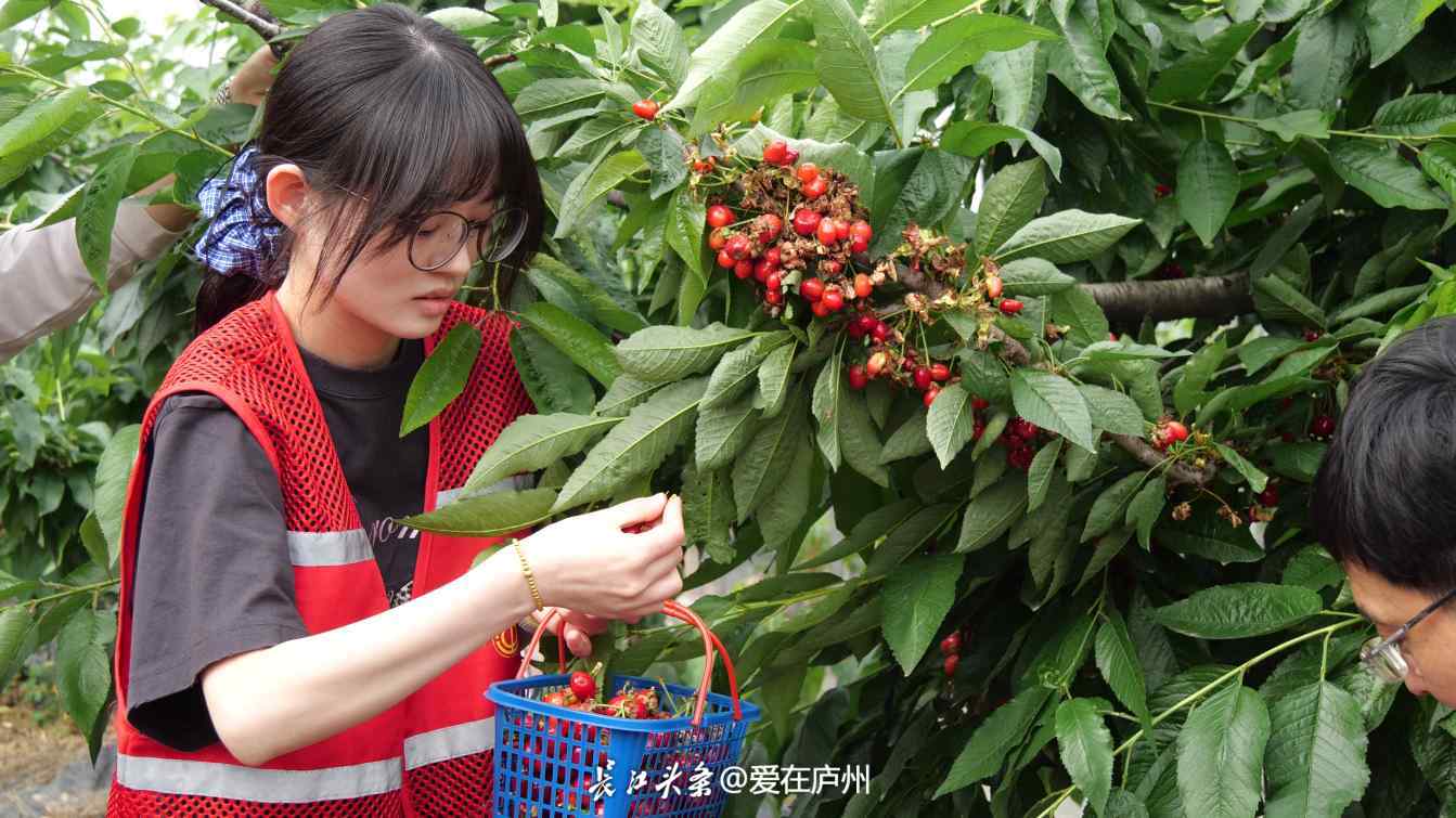 Compress_P1347465[00_00_13][20250512-161137].jpg