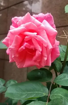 http://oss.cjn.cn/images/20250525/1748180777419c96d7a72-6240-4f01-a4ec-8310162cb3ee.jpg