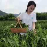杨七七