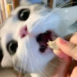 73333