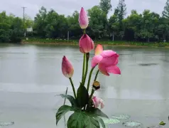 http://oss.cjn.cn/images/20250627/1751017821734ecb20599-217d-4dda-90d5-37b20e1bdf32.jpg