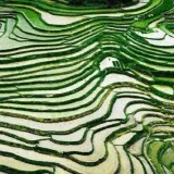 王敏善