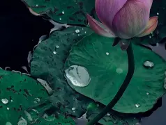 http://oss.cjn.cn/images/20250703/17515062443096152a8f2-2fa2-462b-b919-daa7cf40ab21.jpg